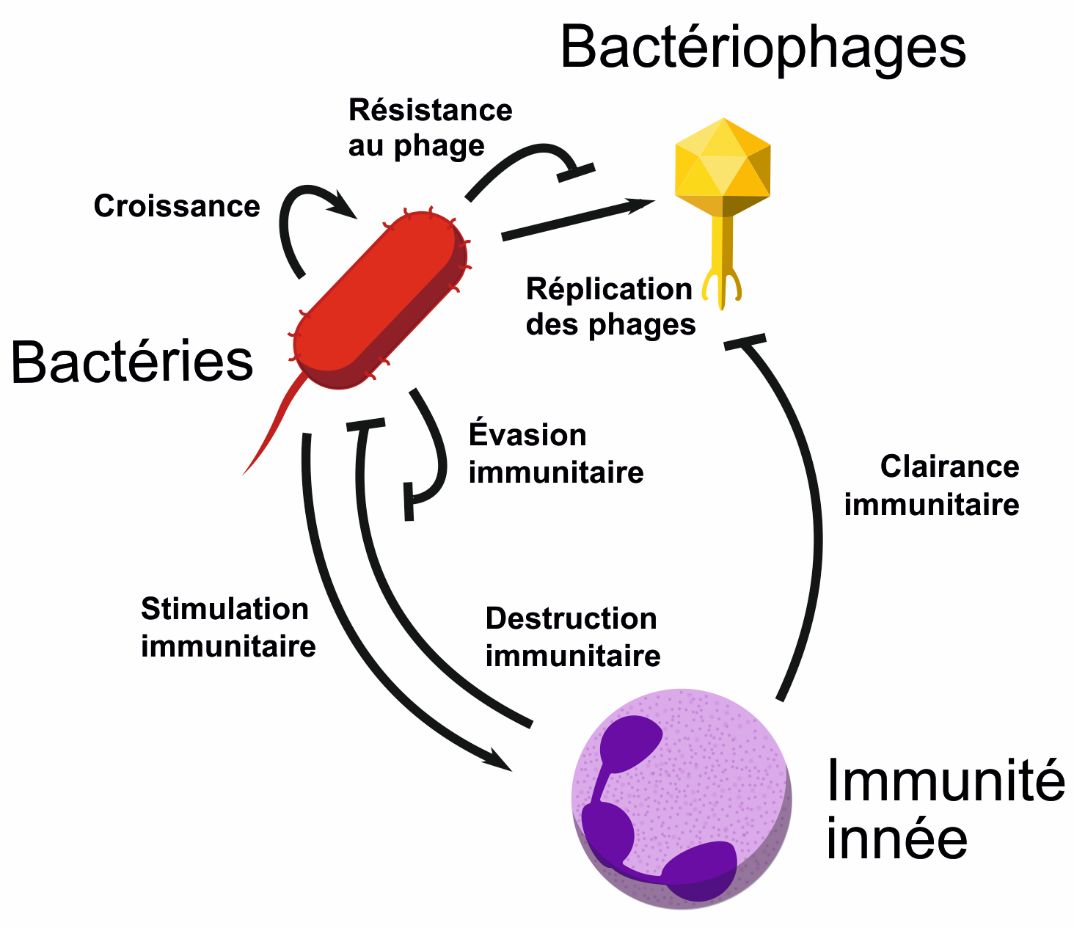 croissance, résistance au phage, évasion immunitaire, clairance, stimulation, destruction