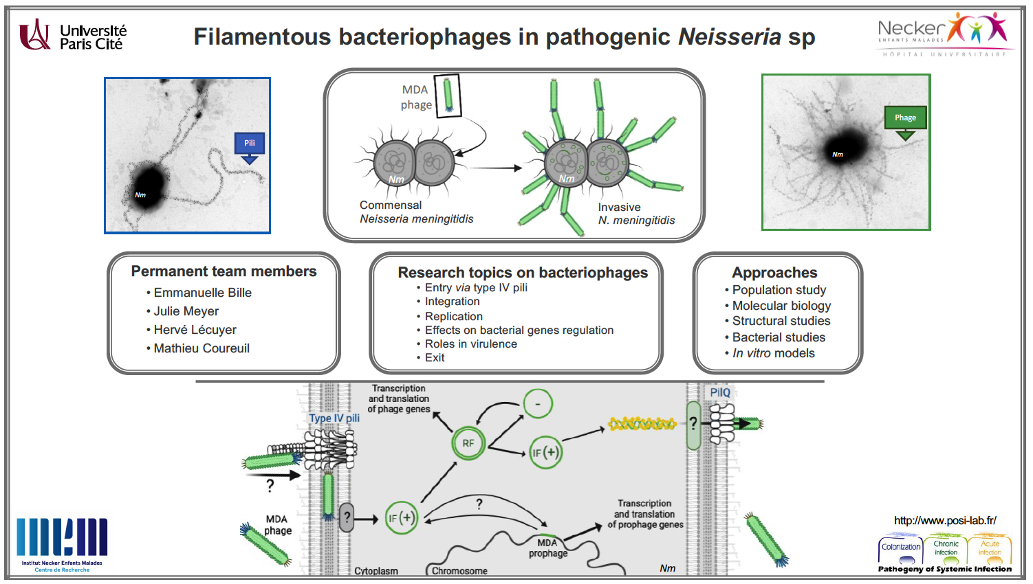 Représentation de Filamentous bacteriophages in pathogenic Neisseria sp