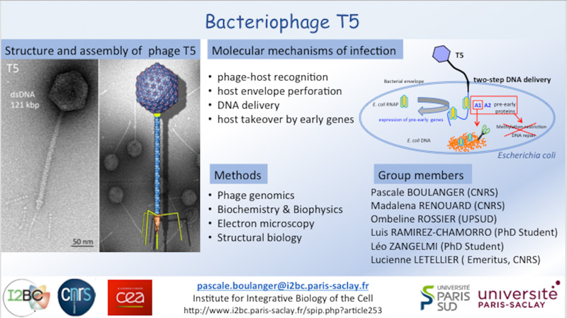 /images/equipes/Boulanger.jpg Représentation d'un phage T5 mécanisme d'infection, DNA delivery, host envelope perforation, phages lytiques, bactéries Gram-négatif
