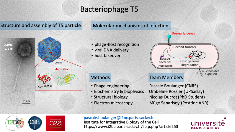 Représentation d'un phage T5 mécanisme d'infection, DNA delivery, host envelope perforation, phages lytiques, bactéries Gram-négatif