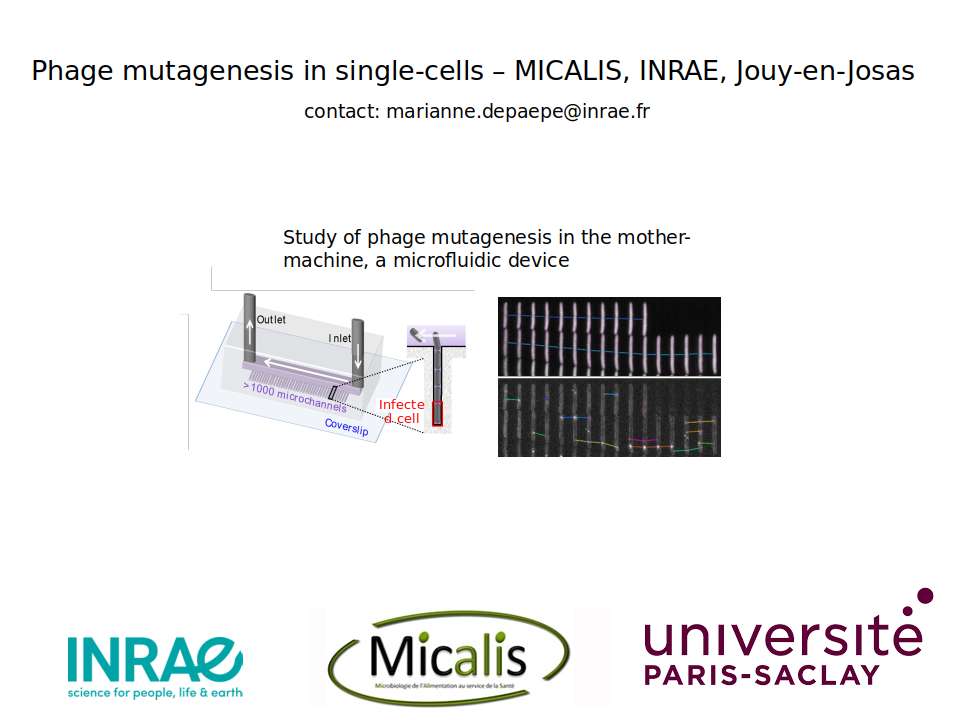 Représentation of microfluidic device 1000 microchannels