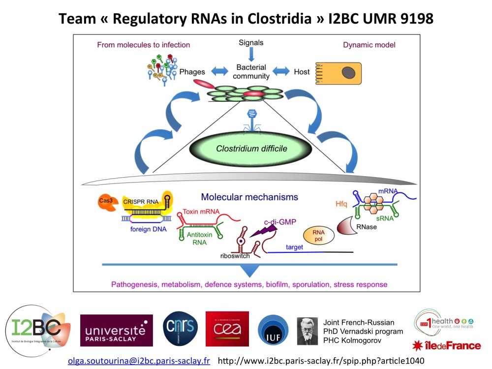 CRISPR toxin antitoxin mRNA c-di-GMP riboswitch target RNA pol pathogenesis, metabolism, defense system, biofilm, sporulation, stress response
