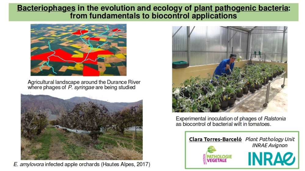 Représentation de un verger de pommiers attaqués par le feu bactérien, des sites d'échantillonnage de phages de Pseudomonas syringae au tour de la Durance, inoculation expérimentale de phages de Ralstonia sous serre