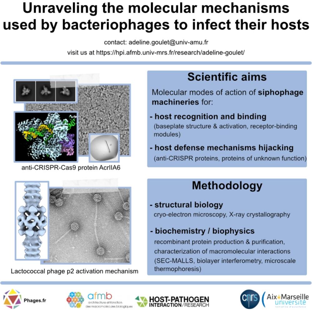 Représentation de phages et de complexes macromoléculaires observés par microscopie électronique, et de leur reconstruction 3D