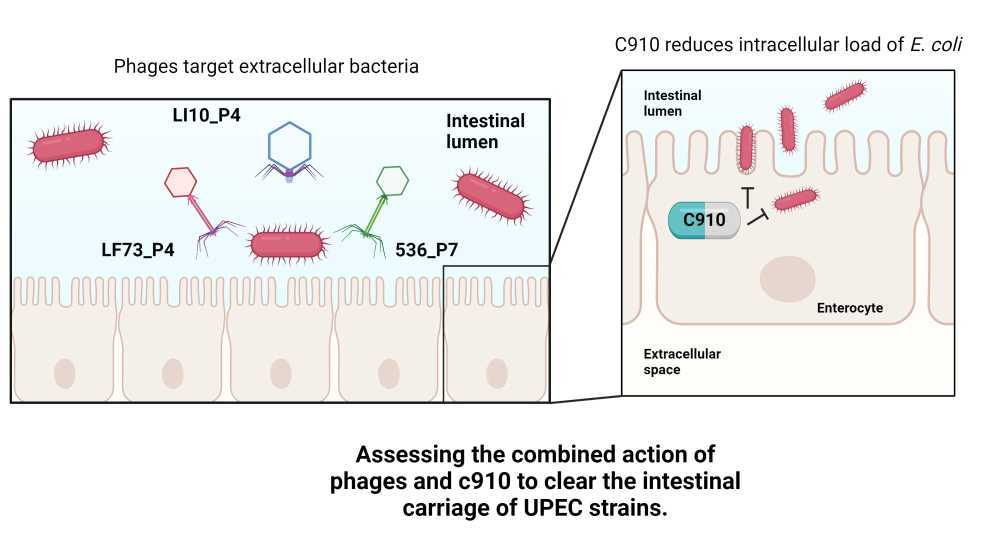 phage P4 P7, epithelial cells, UPEC, urinary E. coli, gut, intestine