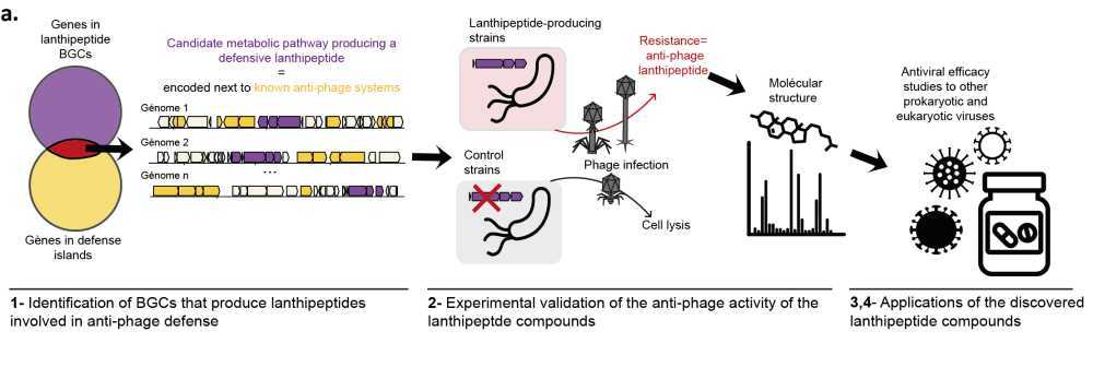 lanthipeptide BGCs defense islands genes, anti-phage systems, phage, cell lysis, antiviral efficacy, Ribosomally synthesized and post-translationally modified peptides (RiPPs), Actinobacteria