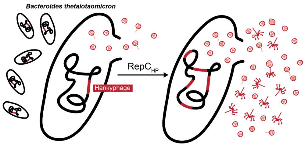Bacteroides thetaiotaomicron, Hankyphage lysogenic-lytic transition, replicative transposition, repressor phage transcription RepC