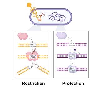 restriction protection bacteria enzymes