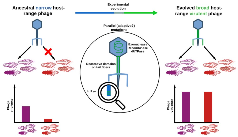 experimental evolution adaptation Tequintavirus long tail fibre parallel evolution host range expansion Salmonella