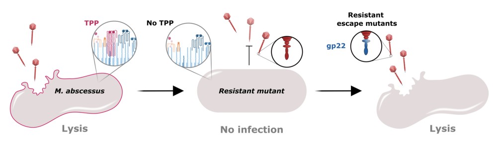 mycobacterium abscessus resistant mutant gp22 TPP